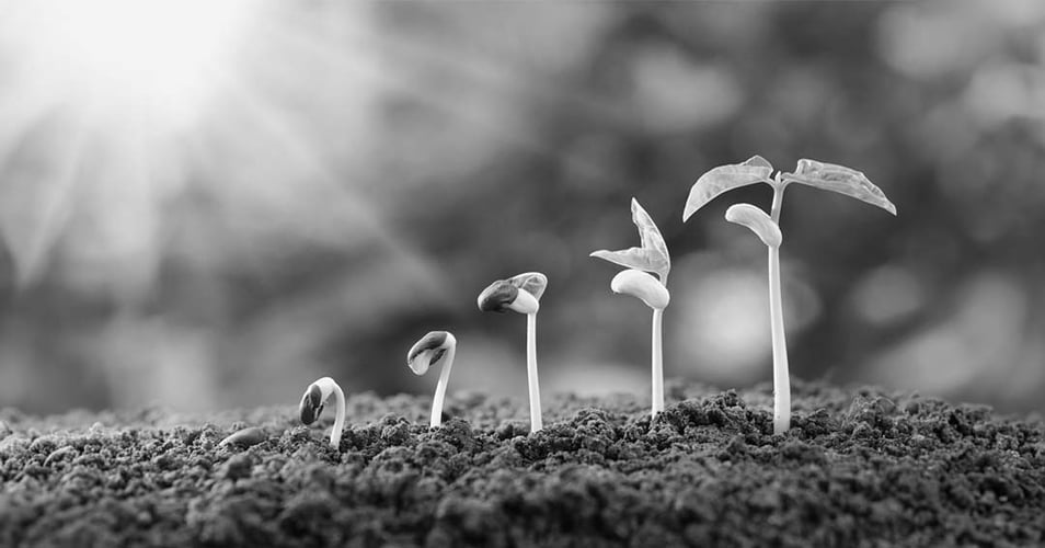 Plant growth cycle