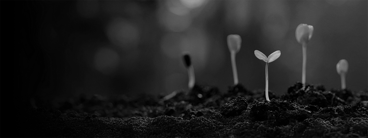 revenue banner  - b&w