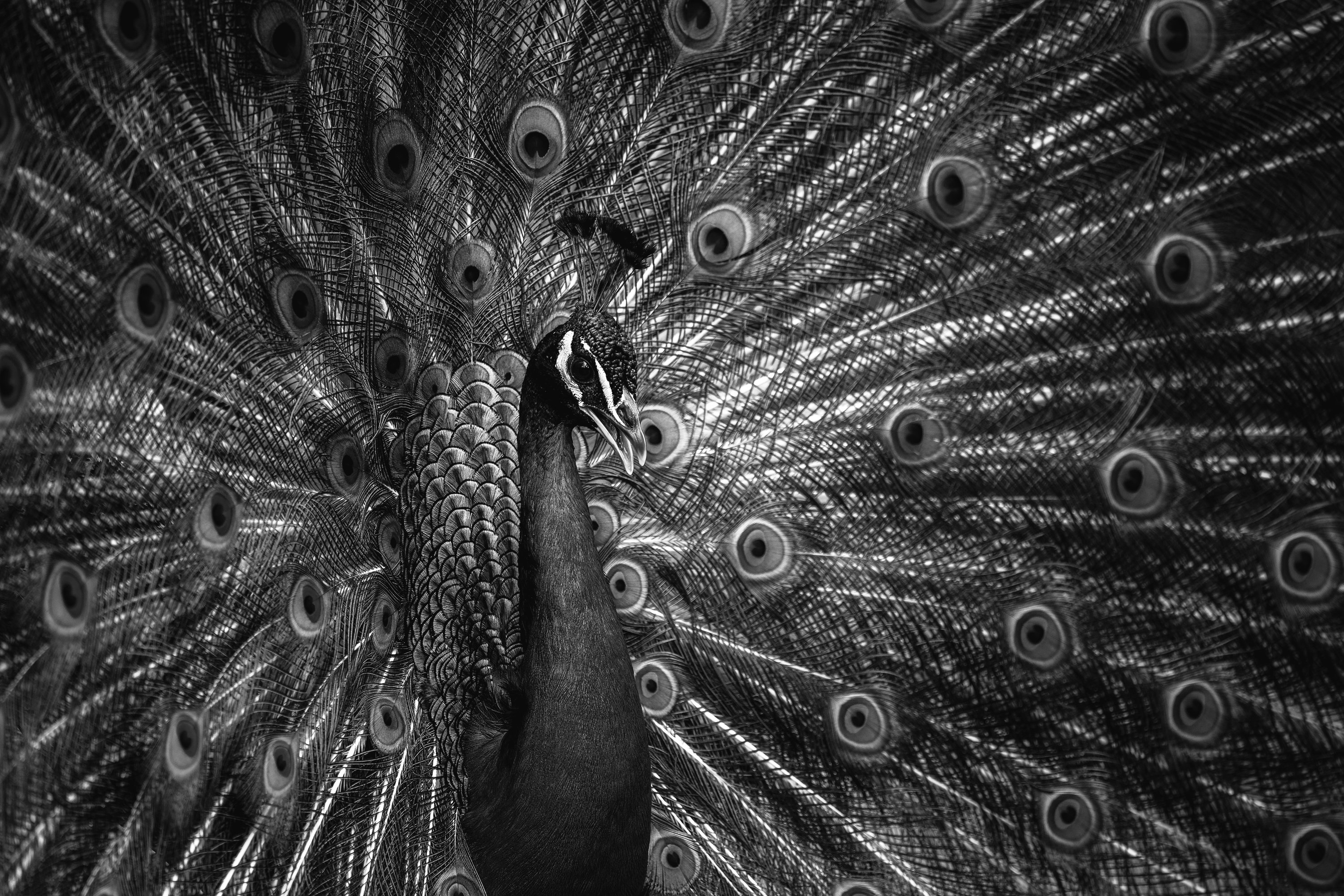 CPM_PHYSICAL_SECONDARY_Impactful_Black&White