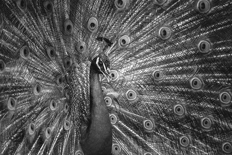 CPM_PHYSICAL_SECONDARY_Impactful_Black&White_WEB_SMALL